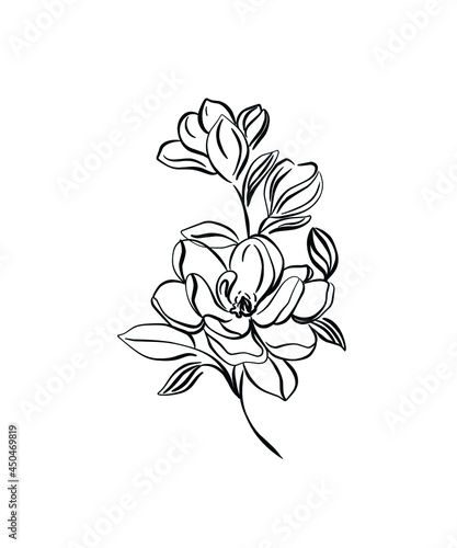 vector rose, botanical graphic illustration isolated on white background, flat and cartoon flower