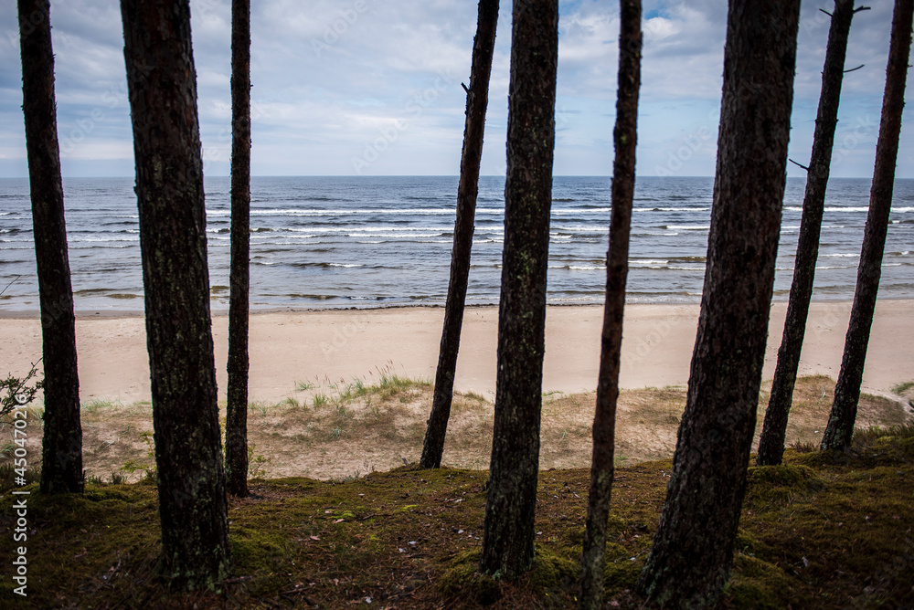 Tree trunks and the Baltic Sea. Focus on the sea.