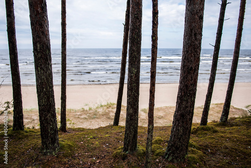 Tree trunks and the Baltic Sea. Focus on trees. © Bargais
