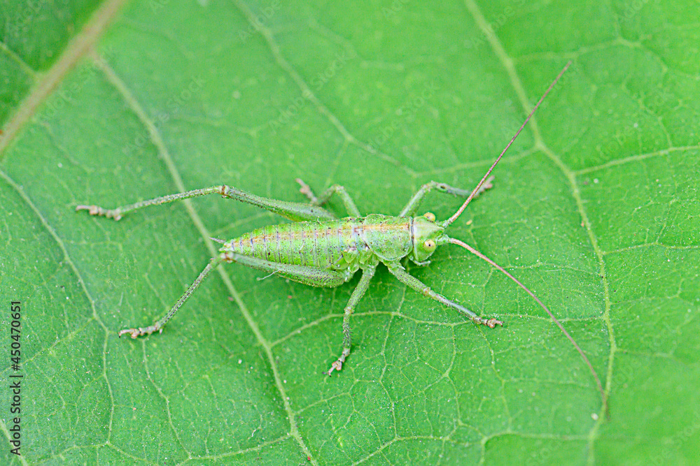 Grashüpfer Grashüpfer