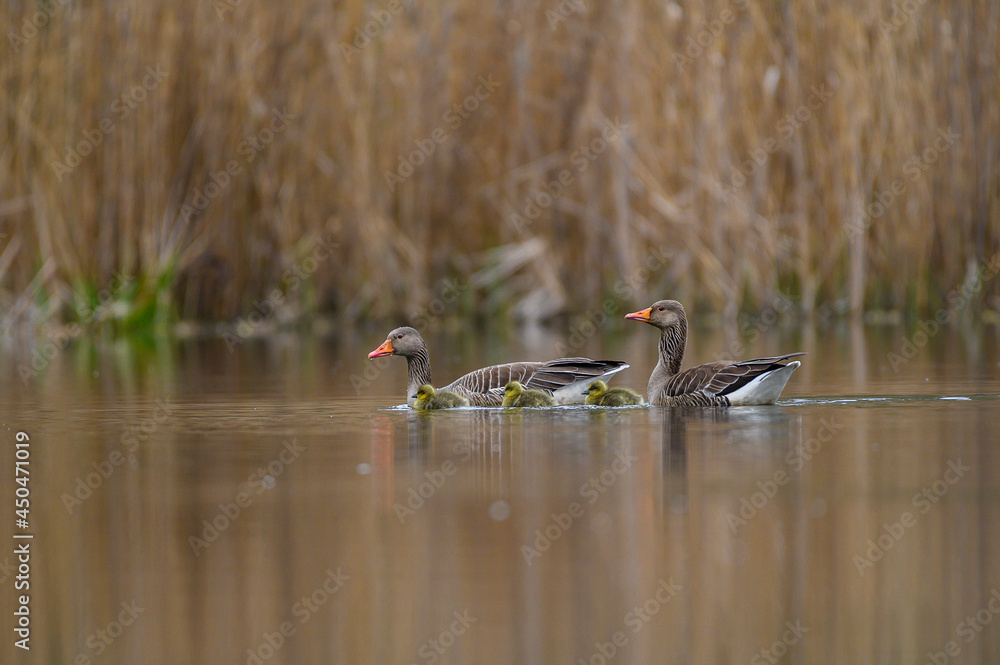 Obraz premium Graugansfamilie