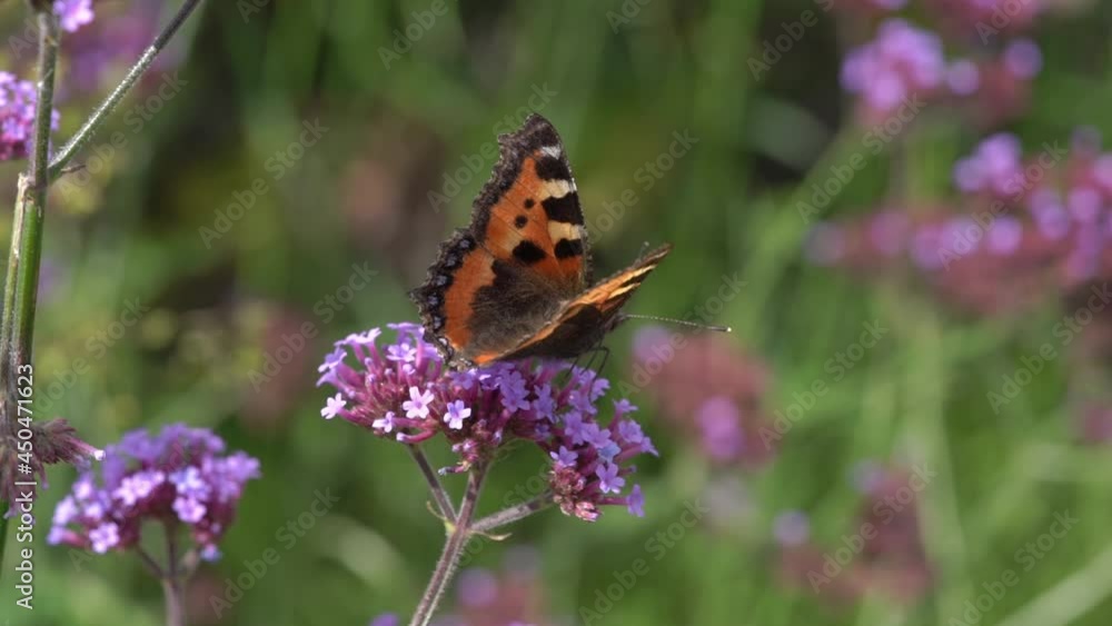 Painted Lady butterfly (Vanessa cardui) feeding on a purple verbena bonariensis flower plant with wings outstretched before flying away macro close up video footage clip Painted Lady butterfly (Vanessa cardui) feeding on a purple verbena bonariensis flower plant with wings outstretched before flying away macro close up video footage clip