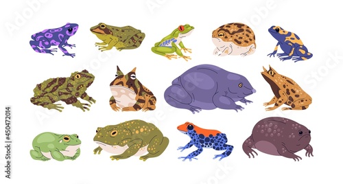 Set of frogs and toads of different species. Variety of exotic amphibian animals. Tropical reptiles. Various types of froggies. Realistic flat vector illustration isolated on white background