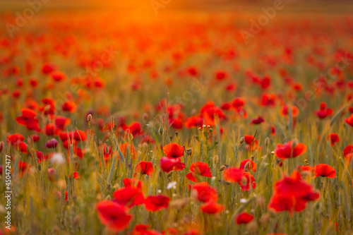 Field of red poppies against the background of the evening sky