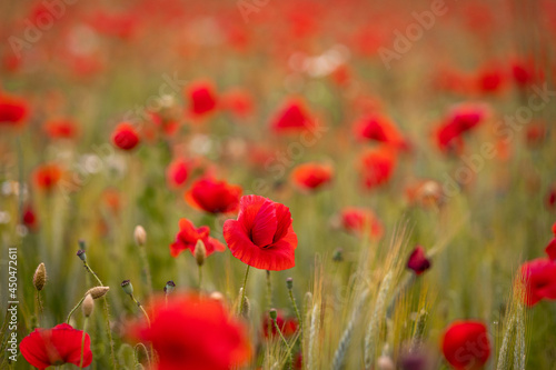 Field of red poppies against the background of the evening sky © szczepank