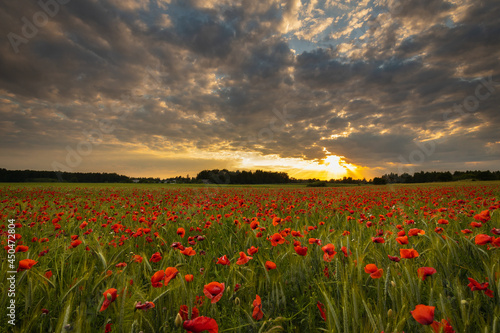 Field of red poppies against the background of the evening sky