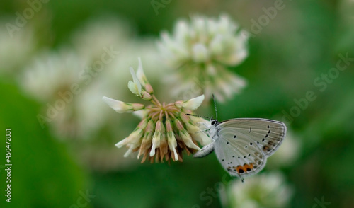Canvas Print butterfly sits on a clover flower