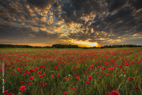 Field of red poppies against the background of the evening sky