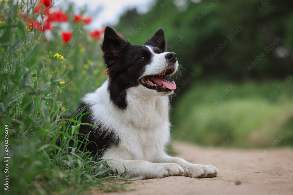 Happy Border Collie Lies Down in Common Poppy Field in Nature. Adorable Black and White Dog Outside.