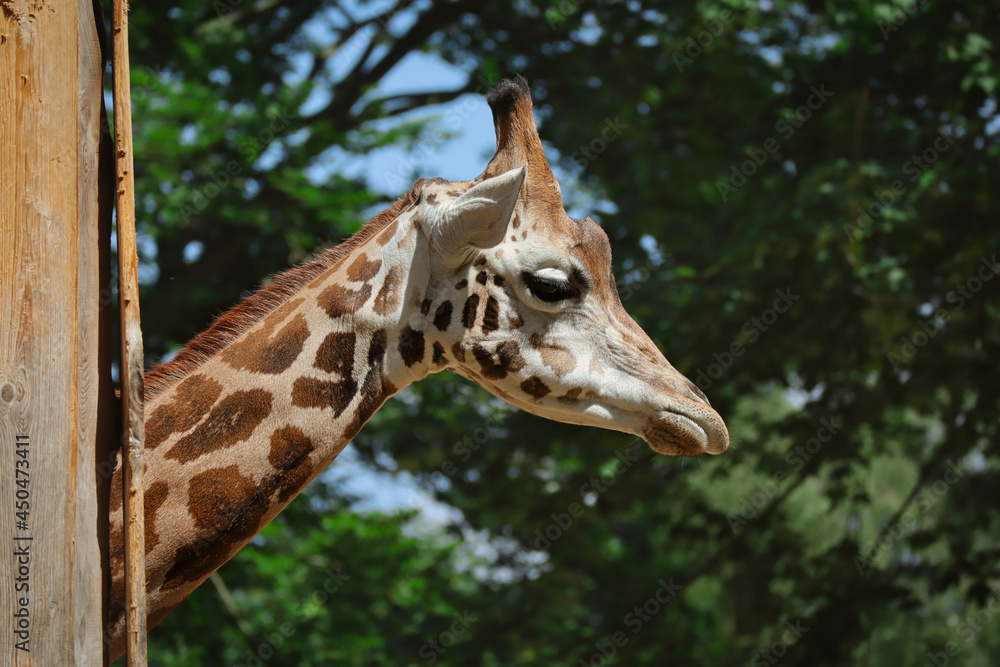 Side Portrait of Rothschild Giraffe in Czech Zoo. Close-up of Beautiful African Animal in Zoological Garden. Side Portrait of Rothschild Giraffe in Czech Zoo. Close-up of Beautiful African Animal in Zoological Garden.