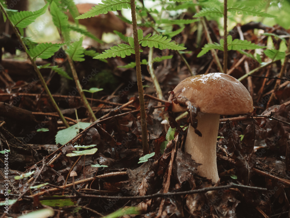 young white mushroom growing on a fern background young white mushroom growing on a fern background