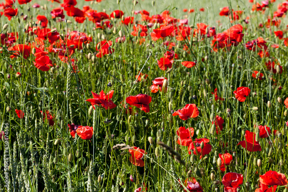 red poppies that have begun to fade