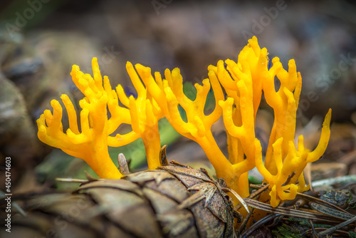 Yellow fungus on the ground photo