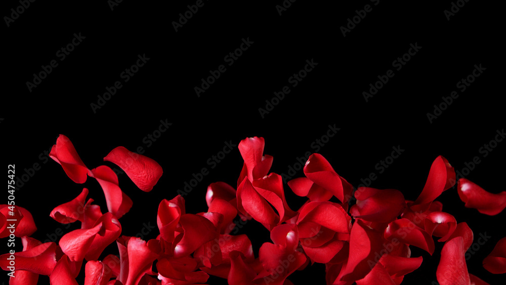 Freeze motion of rose petals flying on black background Freeze motion of rose petals flying on black background