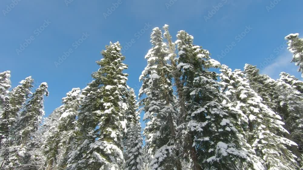 Winter landscape with a pine forest in the snow. Fabulous winter panorama of forest with snow covered fir trees. Winter landscape with a pine forest in the snow. Fabulous winter panorama of forest with snow covered fir trees.