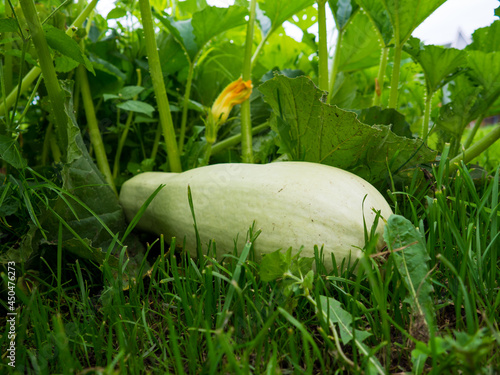 large white zucchini growing on a bush. photo