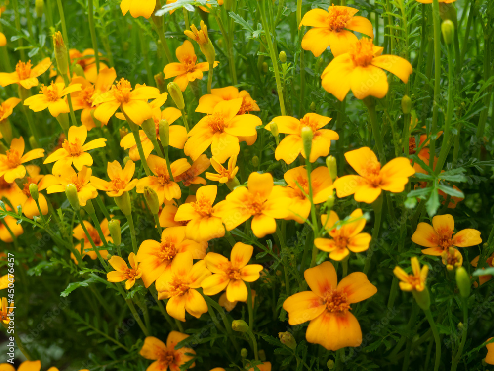 Obraz premium summer background, beautiful growing yellow flowers in the garden