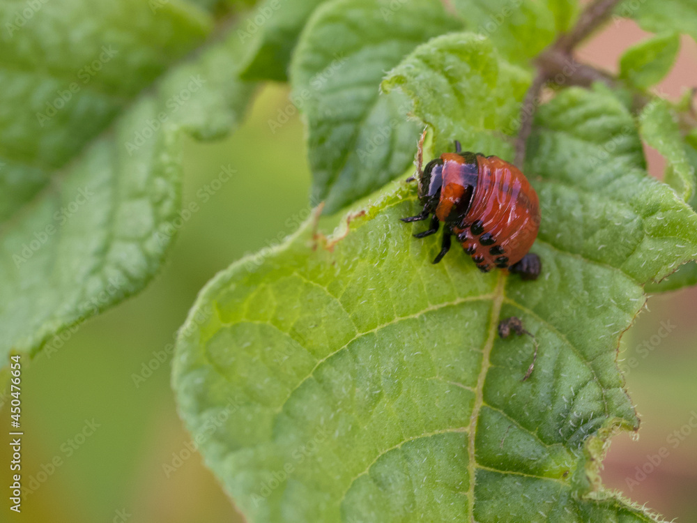 The Colorado potato beetle larva eats a potato leaf. The Colorado potato beetle larva eats a potato leaf.