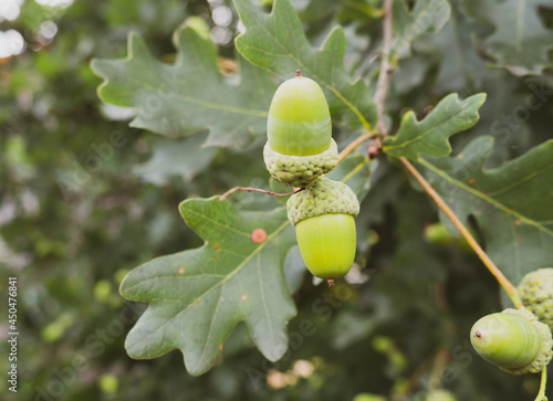 green acorns on a branch close up