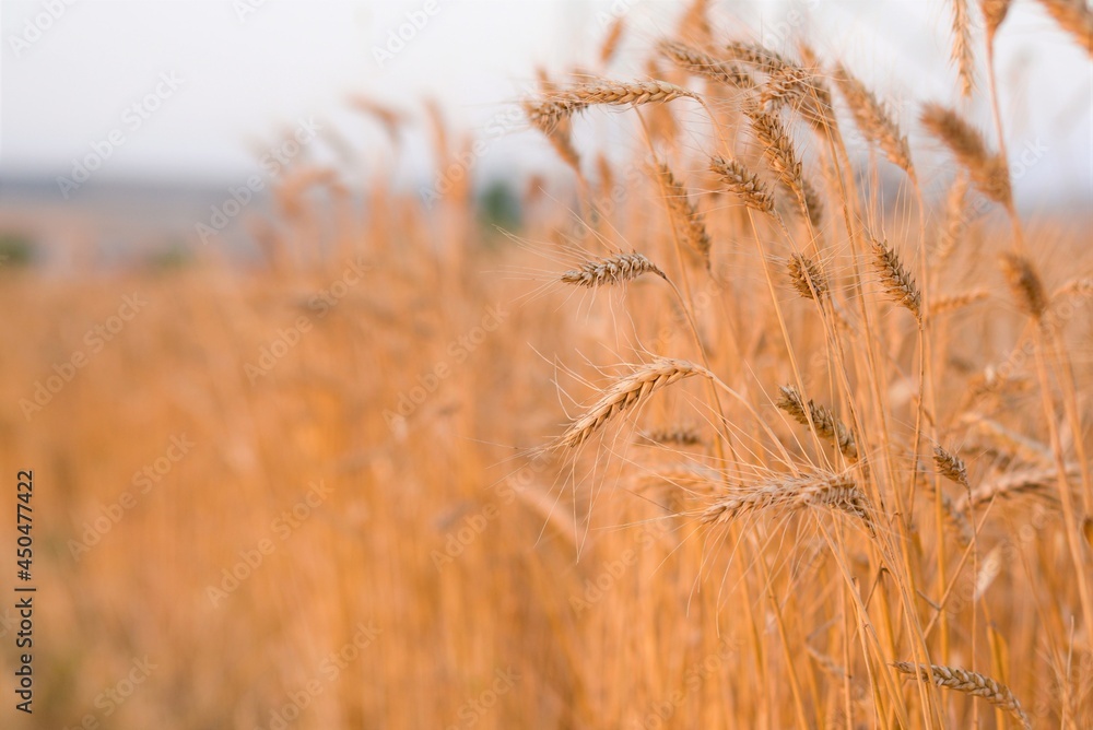 Obraz premium golden wheat field