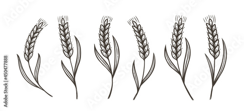 Ears of wheat, barley or rye sketch. Food concept. Vector illustration