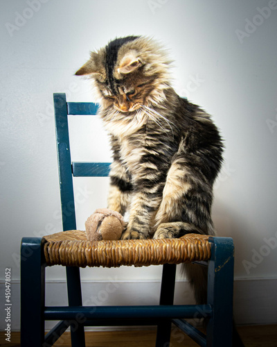 Maine coon chat