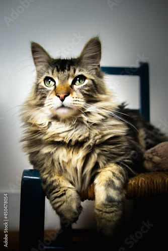 Maine coon chat
