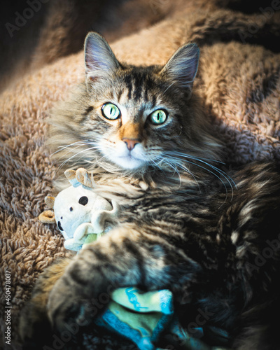 Maine Coon Chat