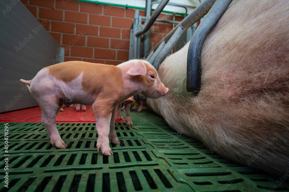 Moderne Ferkelerzeugung rotbuntes Ferkel steht alleine vor der Rücken