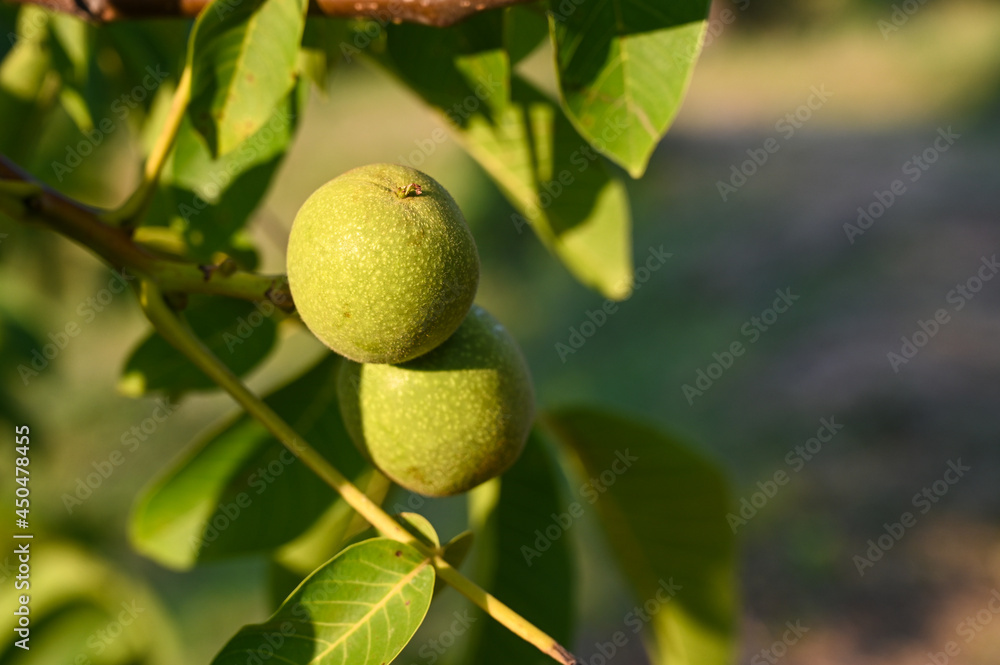 Green fresh walnuts at sunset. Walnut tree leaves in summer. Unripe walnuts growing on a tree in orchard, close up. Green fresh walnuts at sunset. Walnut tree leaves in summer. Unripe walnuts growing on a tree in orchard, close up.