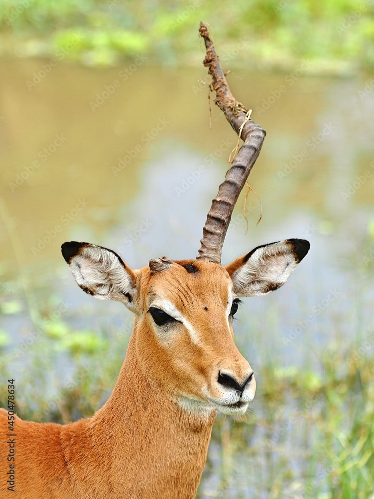 ザンビアのサウスルワングワ国立公園の片角のガゼル 스톡 사진 Adobe Stock