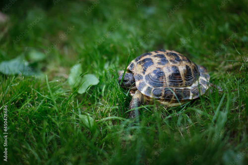 Land turtle walks among the grass, walking a pet in the park, in the backyard Land turtle walks among the grass, walking a pet in the park, in the backyard