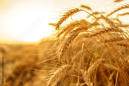 Ripe ears of wheat at sunset