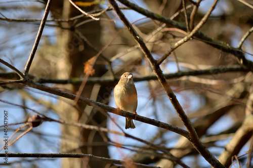 Cute small bird perched among the branches of a tree.