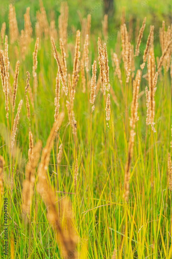 Nature backdrop, beautiful green field grass with fluffy spikelets, selective focus