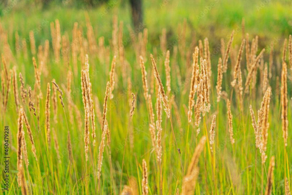 Nature backdrop, beautiful green field grass with fluffy spikelets. Closeup Nature backdrop, beautiful green field grass with fluffy spikelets. Closeup