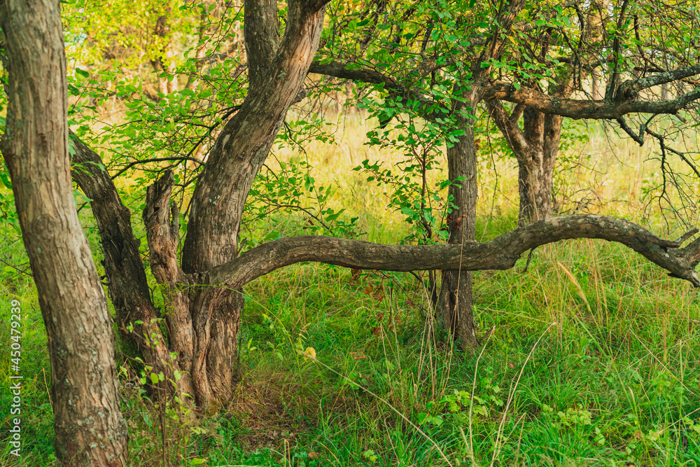 Beautifully curved trunk of an apple tree in an apple orchard Beautifully curved trunk of an apple tree in an apple orchard