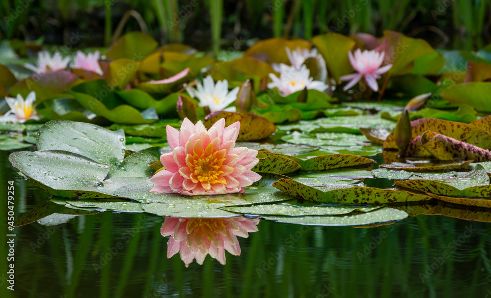 Magic big bright pink water lily or lotus flower Perry's Orange Sunset in garden pond. Nymphaea reflected in water. Flower landscape for nature wallpaper Magic big bright pink water lily or lotus flower Perry's Orange Sunset in garden pond. Nymphaea reflected in water. Flower landscape for nature wallpaper