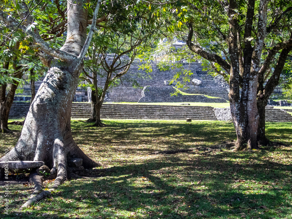 Fototapeta premium tree in park