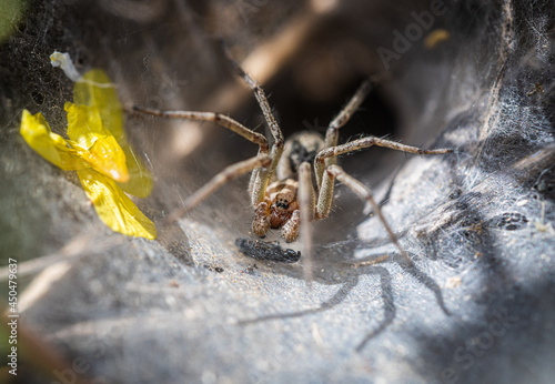 Labyrinth spider (Agelena labyrinthica) at the entrance of its funnel-web.Little spider on its spider web.