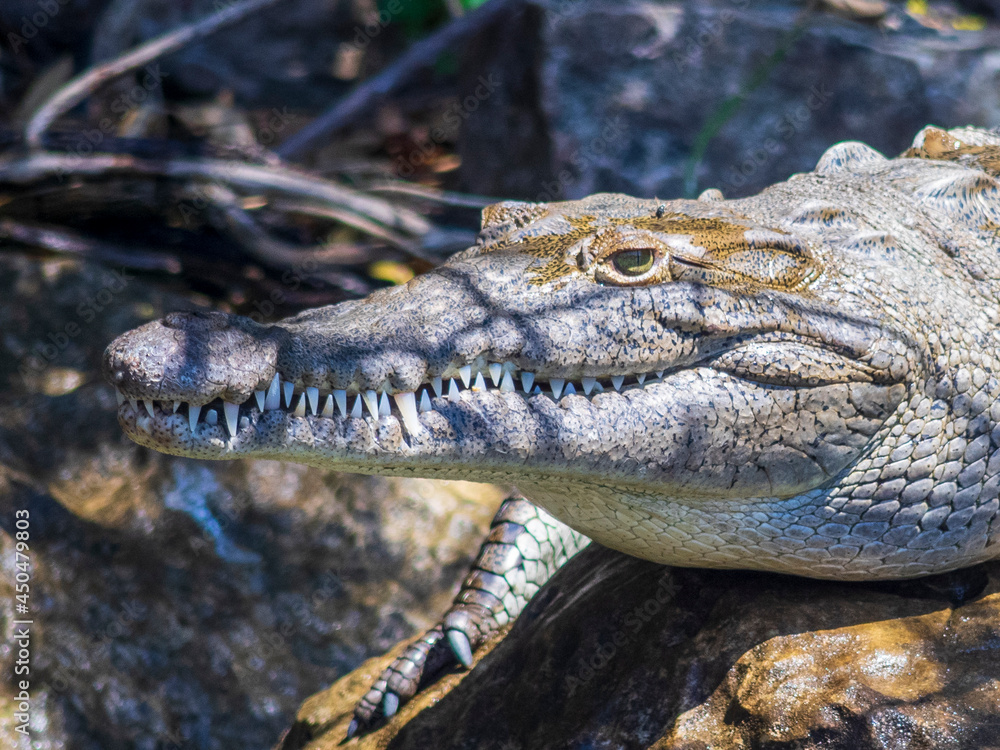 Fototapeta premium crocodile in the water