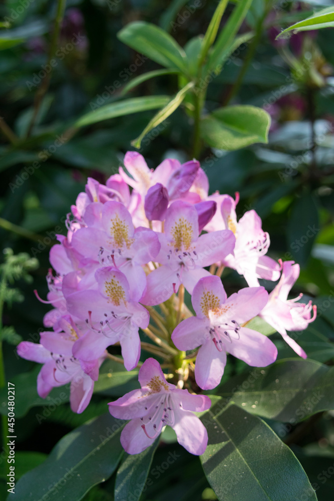 Fototapeta premium pink and white