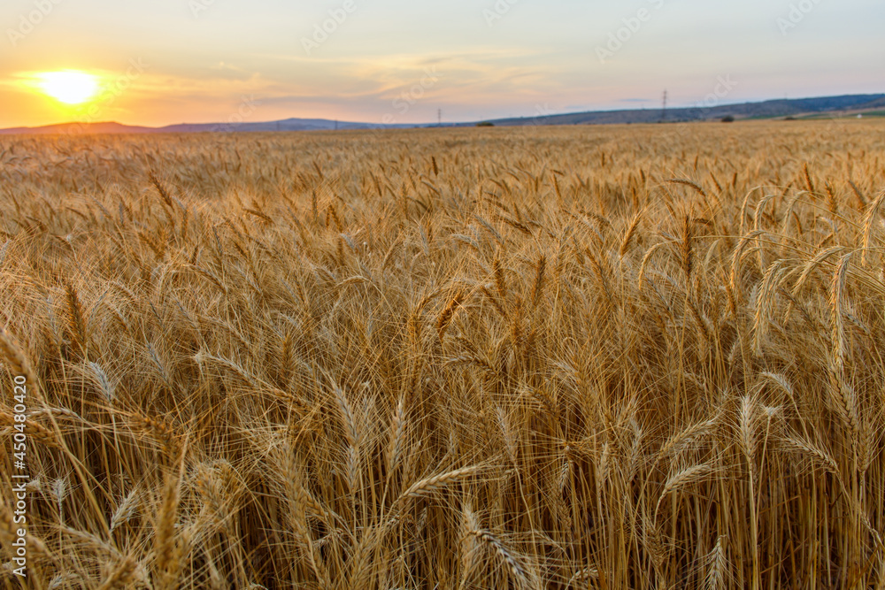 Wheat field at sunset at harvest time