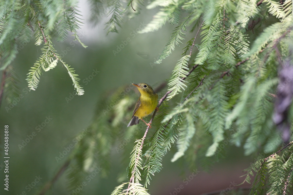 Bianchi's Warbler, a migrant bird in Vietnam