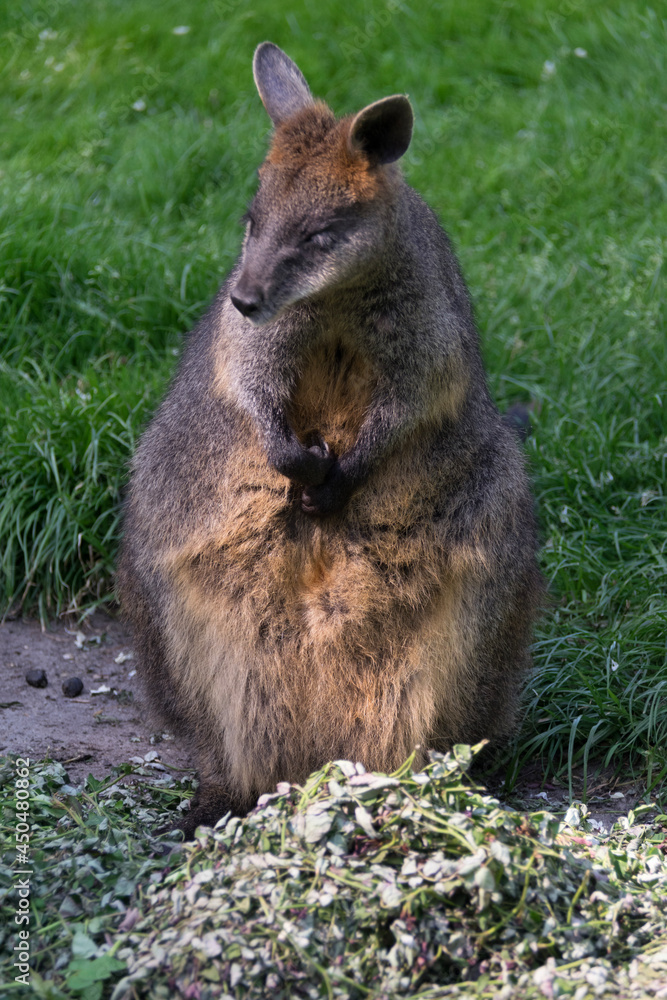 Naklejka premium kangaroo in the zoo