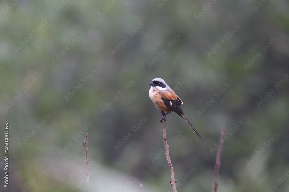 Long-tailed Shrike, a native bird in Vietnam Long-tailed Shrike, a native bird in Vietnam