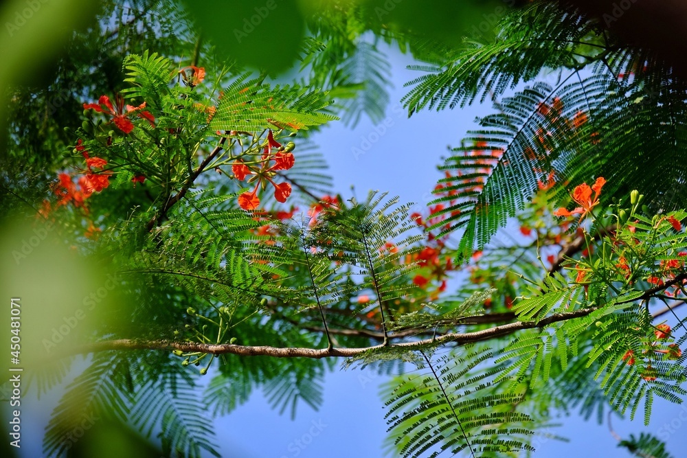 Phoenix Flower, very similar plant in Hanoi, Vietnam