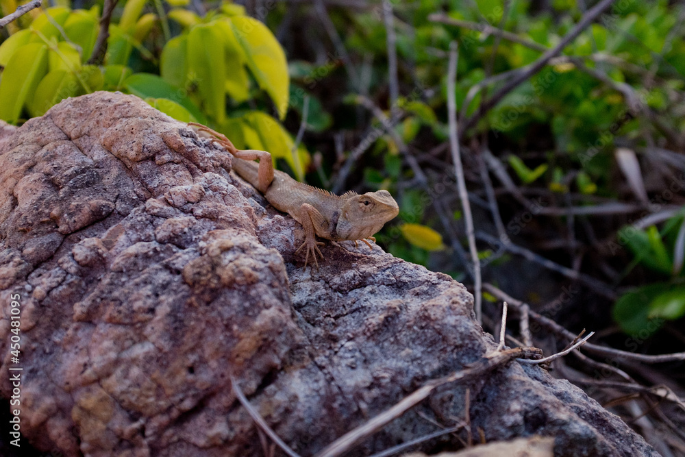 A lizard sunbathing on the rock