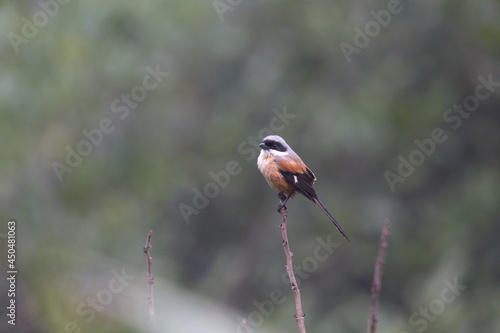Obraz na płótnie Long-tailed Shrike, a native bird in Vietnam w salonie