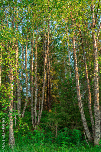 Forest trees. Nature green wood. Summer backgrounds.